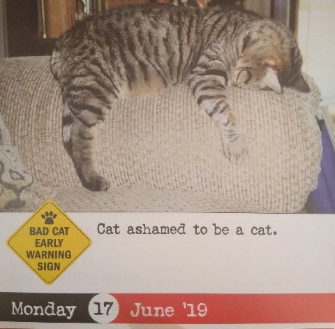 4 A 4) the 2 ВАО САТ Cat ashamed to be a cat. EARLY WARNING SIGN Monday June ‘19