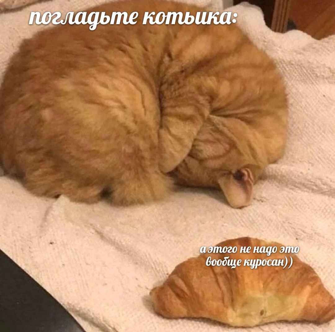 погладьте котьика: an аэтого не надо это Goodiue куросан)