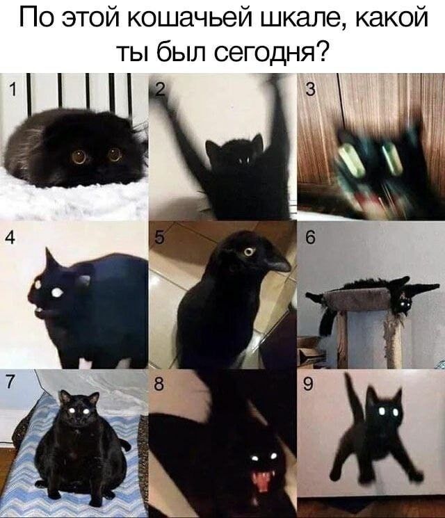 По этой кошачьей шкале, какой ты был сегодня? 1 3 4 6
