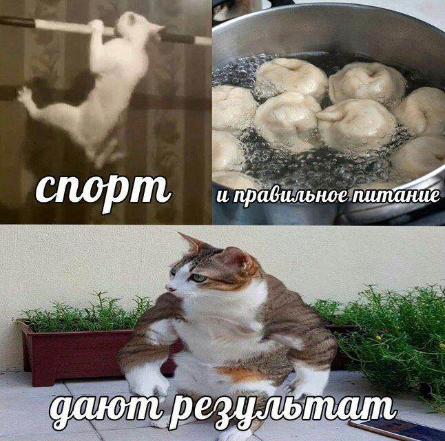 и правильное спорт я