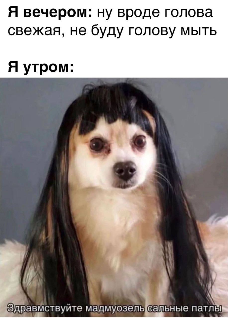 Я вечером: ну вроде голова свежая, не буду голову мыть Я утром: Здравмствуйте мадмуозель сальные