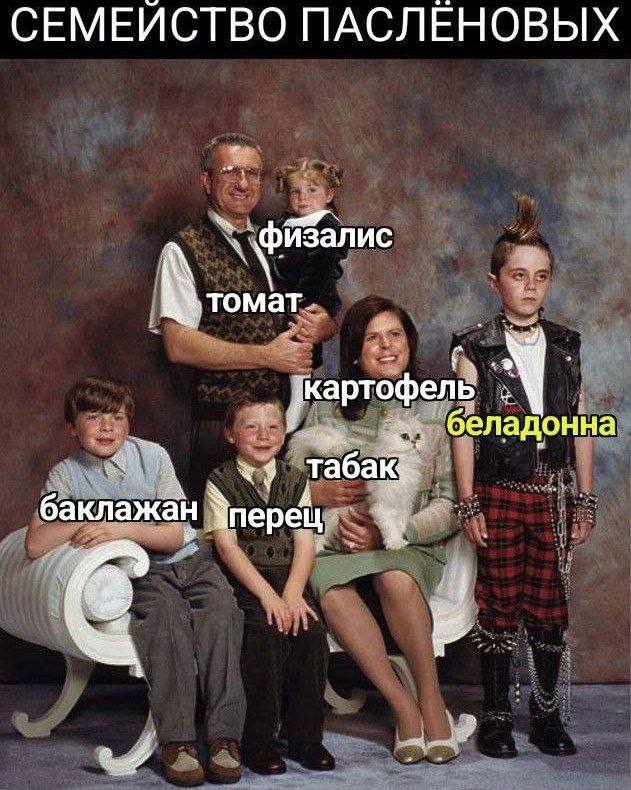 СЕМЕЙСТВО ПАСЛЕНОВЫХ физал ote томат. картоф еладонна Tabak аклажан перец