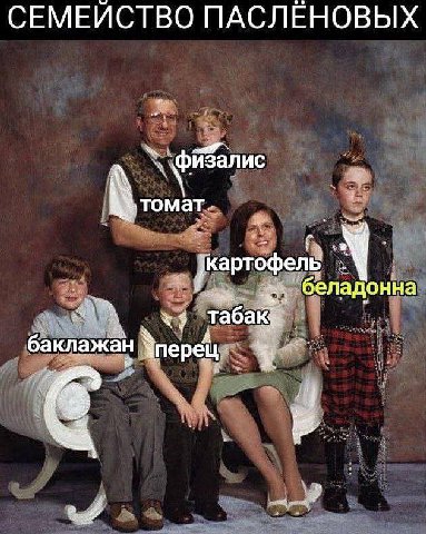 СЕМЕЙСТВО ПАСЛЕНОВЫХ физал ote томат. картоф еладонна Tabak аклажан перец