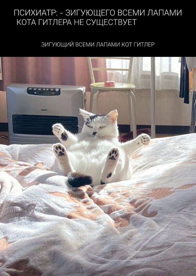 ПСИХИАТР: ЗИГУЮЩЕГО ВСЕМИ ЛАПАМИ КОТА ГИТЛЕРА НЕ СУЩЕСТВУЕТ ЗИГУЮЩИЙ ВСЕМИ ЛАПАМИ КОТ ГИТЛЕР и 4
