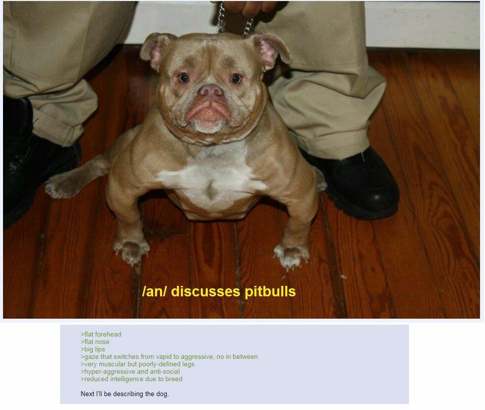 5 discusses pitbulls >flat forehead >flat nose >big lips >gaze that switches from vapid to aggressive, no in between >very muscular but poorly-defined legs >hyper-aggressive and anti-social >reduced i