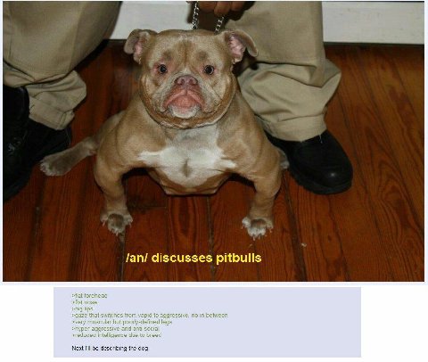 5 discusses pitbulls >flat forehead >flat nose >big lips >gaze that switches from vapid to aggressive, no in between >very muscular but poorly-defined legs >hyper-aggressive and anti-social >reduced i
