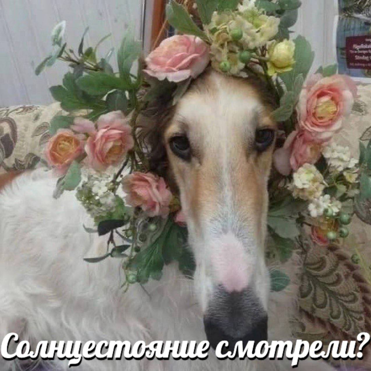 Солнцестояние смотрели: