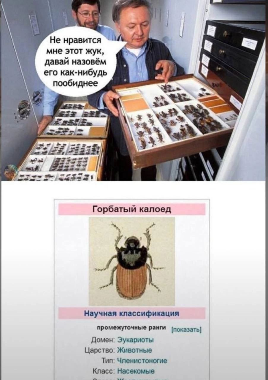 1 Не нравится. 5 мне этот жук, давай назовём В его как-нибудь 4 пообиднее О 2" АВА Горбатый калоед Научная классификация промежуточные Ранги Домен: Эукариоты Царство: Животные Тип: Членистоногие Класс