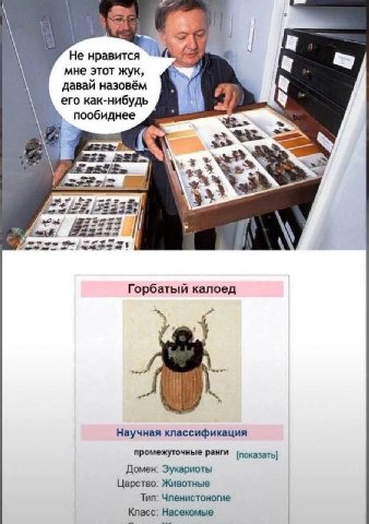 1 Не нравится. 5 мне этот жук, давай назовём В его как-нибудь 4 пообиднее О 2" АВА Горбатый калоед Научная классификация промежуточные Ранги Домен: Эукариоты Царство: Животные Тип: Членистоногие Класс