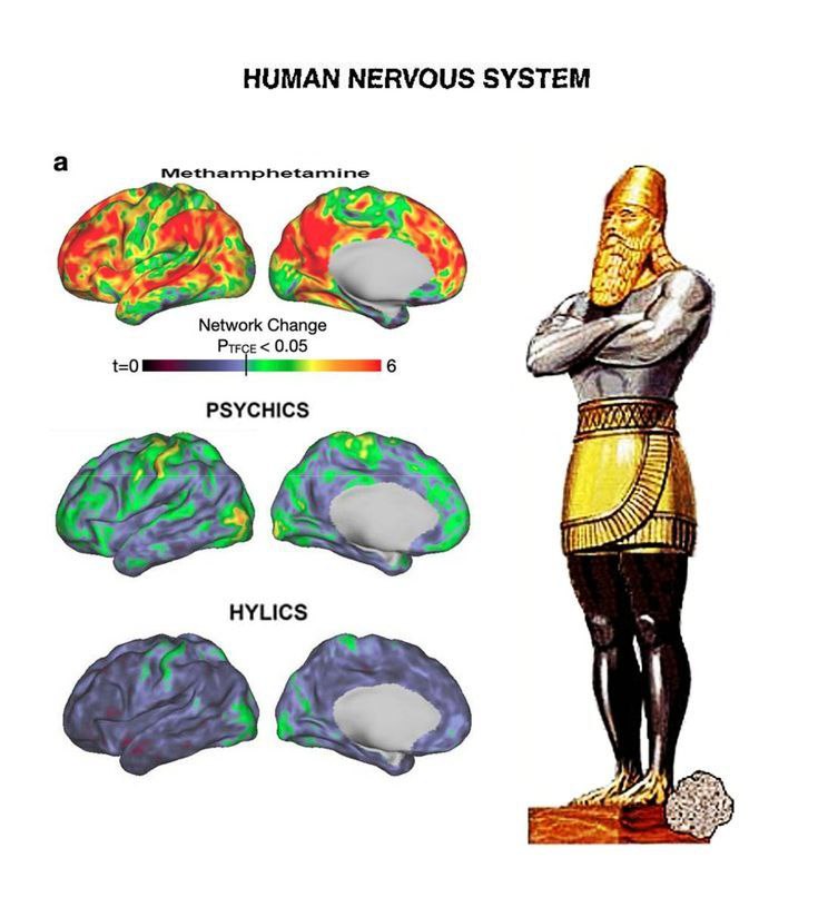 HUMAN NERVOUS SYSTEM Pry Network Change Prece 0.05 6 PSYCHICS HYLICS
