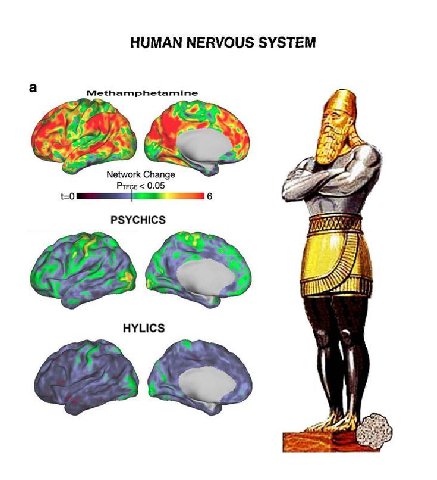 HUMAN NERVOUS SYSTEM Pry Network Change Prece 0.05 6 PSYCHICS HYLICS