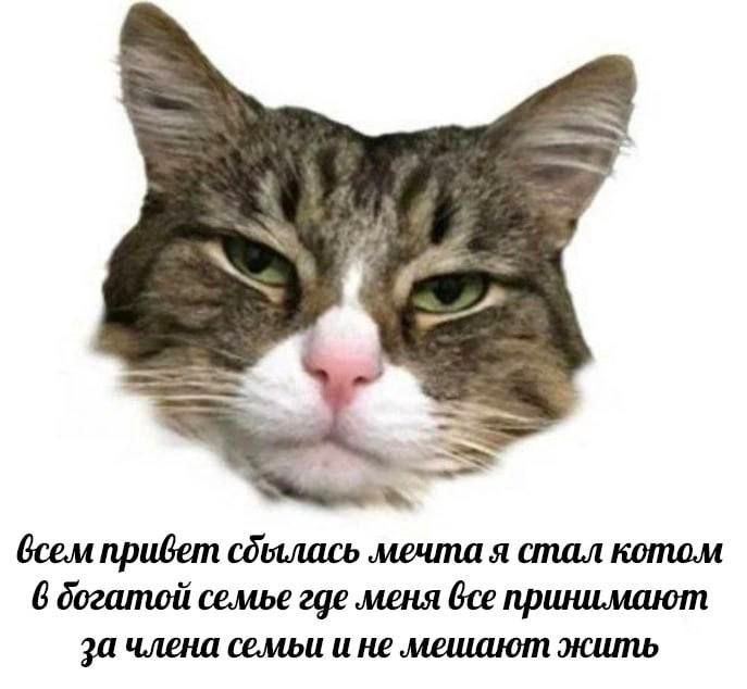 4 всем привет сдылась мечта я стал котом 6 богатой семье где меня принимают за члена семьи и не мешают жить