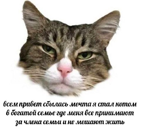 4 всем привет сдылась мечта я стал котом 6 богатой семье где меня принимают за члена семьи и не мешают жить