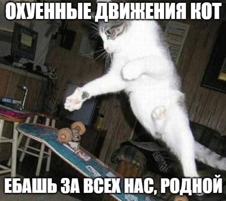 ОКУЕННЫЕ ДВИЖЕНИЯ КОТ ЕБАШЬ ЗА ВСЕХ НАС, РОДНОЙ