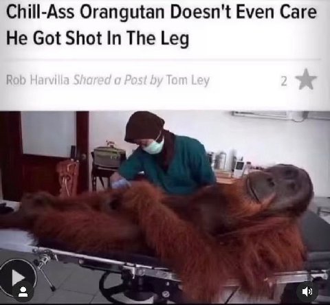 Chill-Ass Orangutan Doesn't Even Care He Got Shot In The Leg i