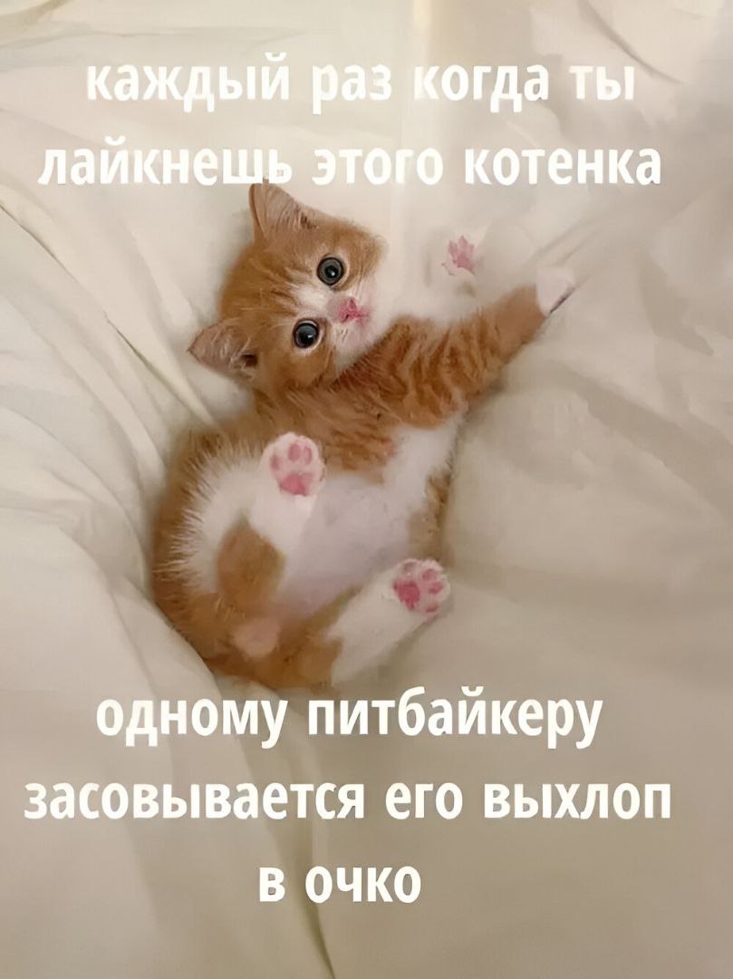 котенка одному питбаикеру засовывается его выхлоп Очко