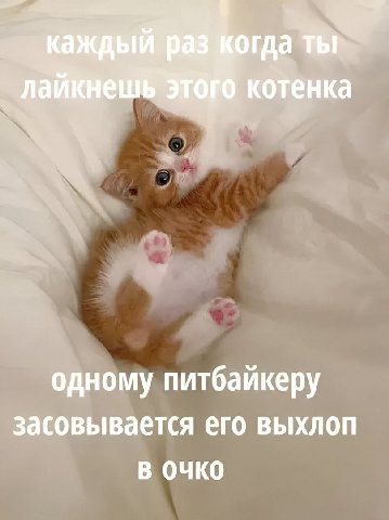 котенка одному питбаикеру засовывается его выхлоп Очко