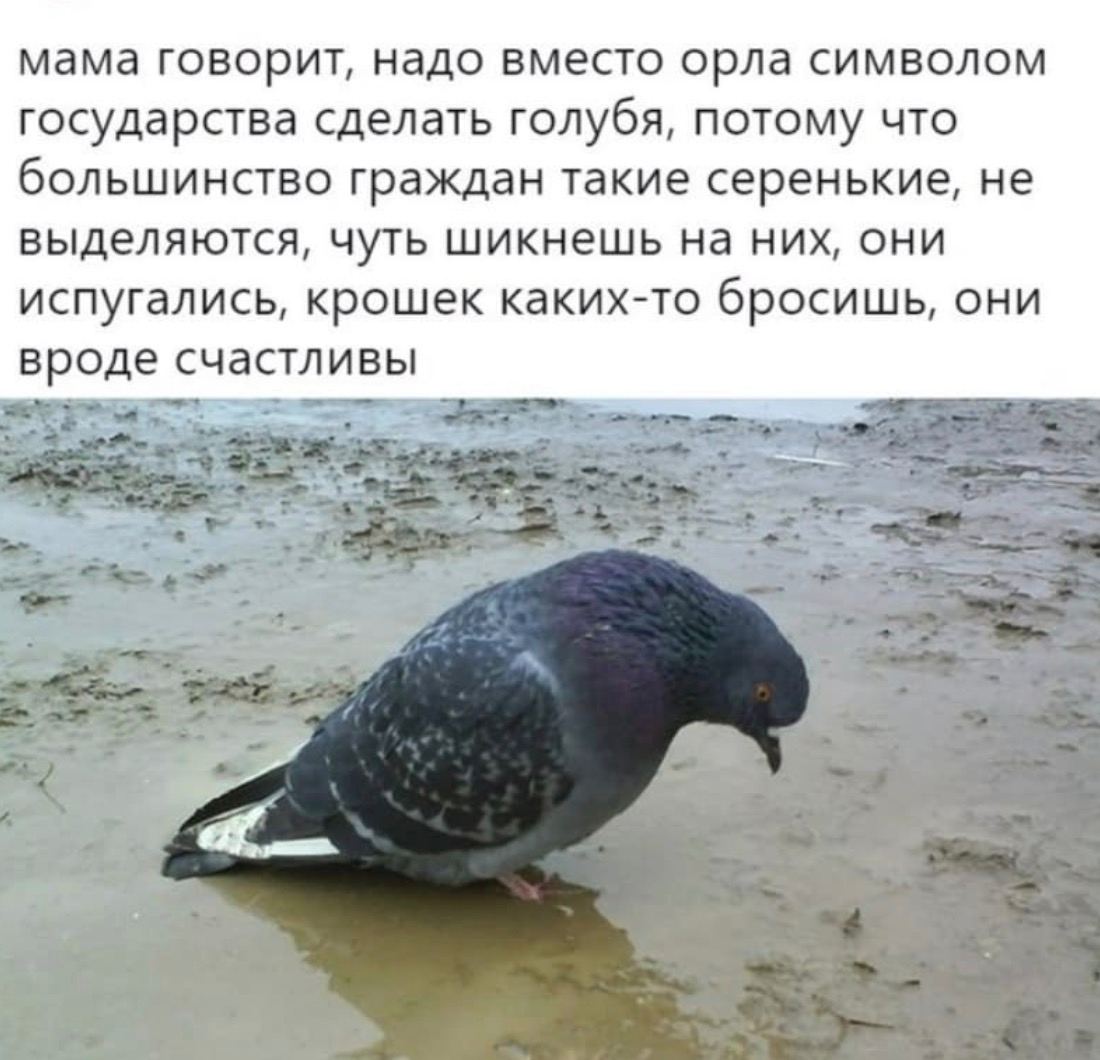 мама говорит, надо вместо орла символом государства сделать голубя, потому что большинство граждан такие серенькие, не выделяются, чуть шикнешь на них, они испугались, крошек каких-то бросишь, они вро