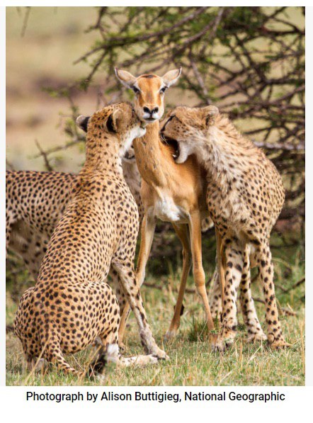 i 4 у a 4 лет Photograph Alison Buttigieg, National Geographic