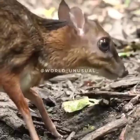 Саблезубый мышиный олень
Как и остальные парнокопытные, эти олени растительноядные - они питаются листьями, цветами и плодами тропических лесов Юго-Восточной Азии. А клыки заменяют им рога. Они нуж