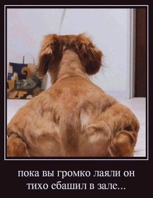 у у iil пока вы громко лаяли он тихо ебашил в зале...