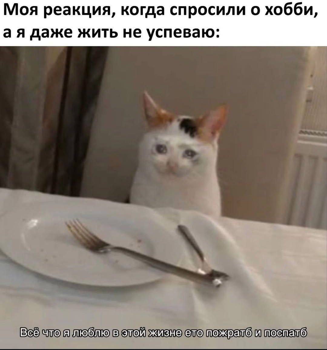 Моя реакция, когда спросили о хобби, даже жить не успеваю: Всё что я люблю в этой жизне ето пожратб и поспатб