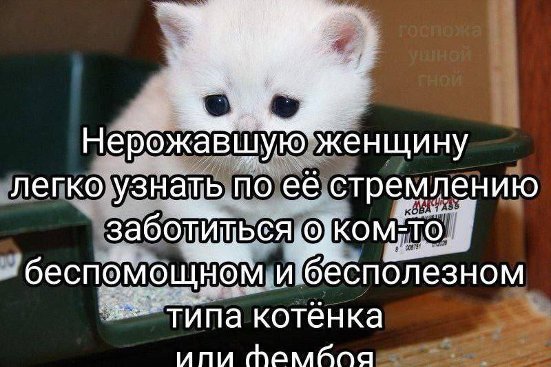 Нерожавшую женщину легко узнать по ее стремлению забот! КОМ, О. и: бесполезном котёнка