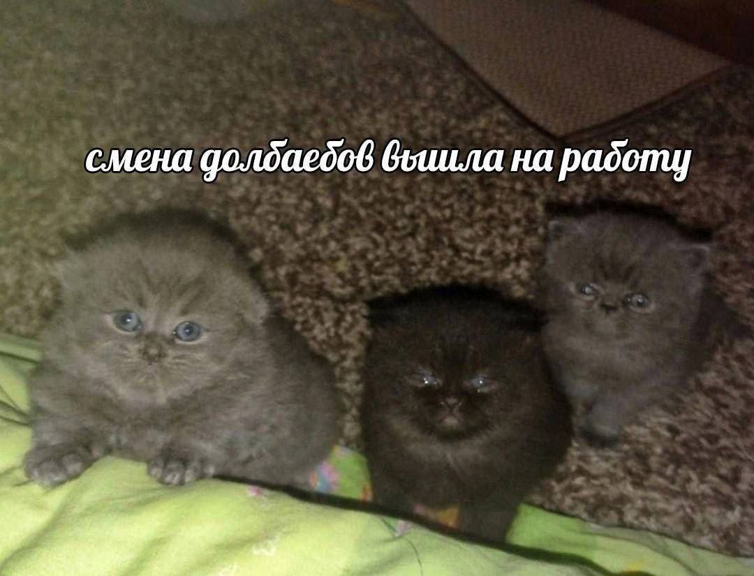 смена долдаедов вышла на работу 73