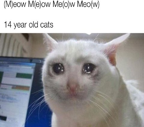 M(e)ow Me(o)w Meo(w) 14 year old cats