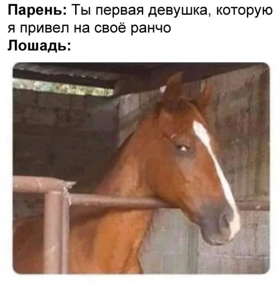 Парень: Ты первая девушка, которую я привел на своё ранчо Лошадь: