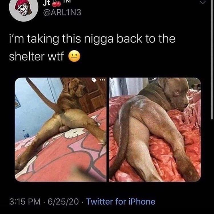 1 @ARLIN3 taking this nigga back to the shelter wtf Vie 3:15 6/25/20 Twitter for iPhone