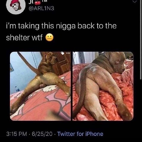 1 @ARLIN3 taking this nigga back to the shelter wtf Vie 3:15 6/25/20 Twitter for iPhone
