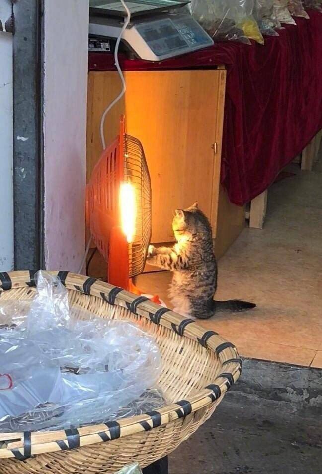 Держите лапки в тепле