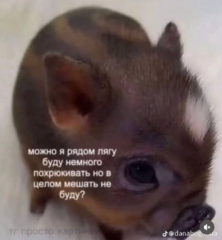 можно я рядом лягу буду немного похрюкивать но в целом мешать не буду?