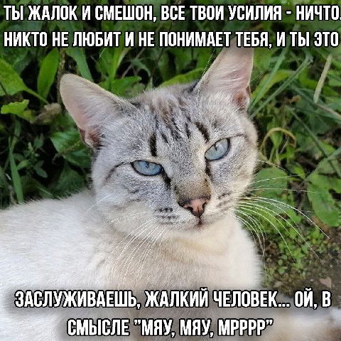 ТЫ ЖАЛОК И СМЕШОН, ВСЕ ТВОИ УСИЛИЯ НИЧТО. НИКТО НЕ ЛЮБИТ И НЕ ПОНИМАЕТ ТЕБЯ, И ТЫ ЭТО ЗАСЛУЖИВАЕШЬ, ЖАЛКИЙ ЧЕЛОВЕК... В СМЫСЛЕ "MAY, MAY, MPPPP”