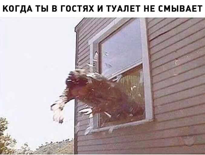 КОГДА ТЫ В ГОСТЯХ И ТУАЛЕТ НЕ СМЫВАЕТ А 225 ted