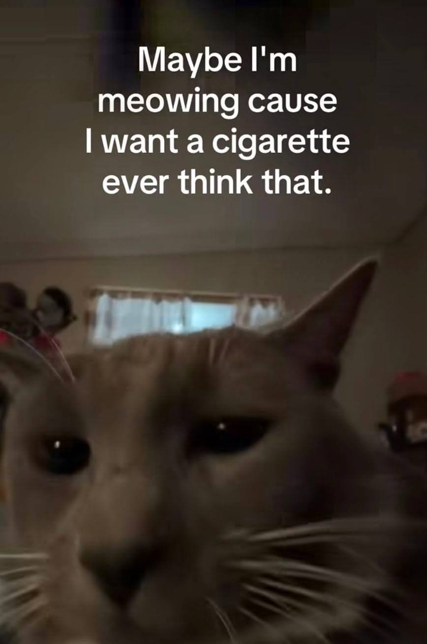 Maybe meowing cause want a cigarette ever think that.