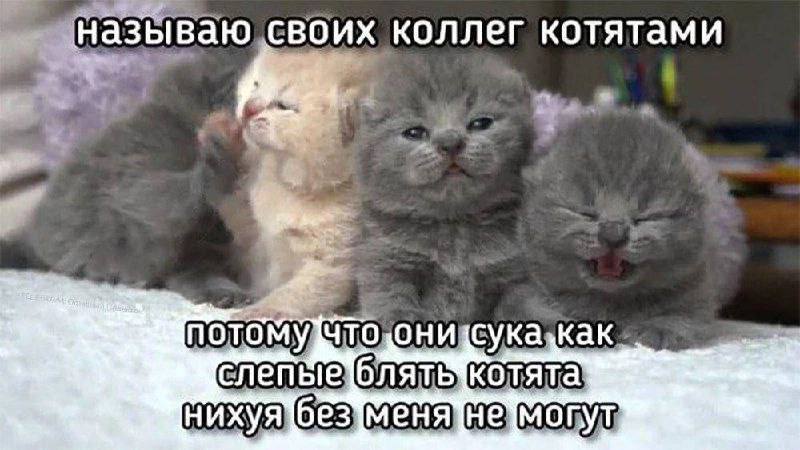 🙀