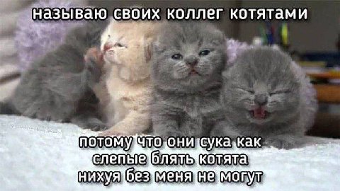 🙀