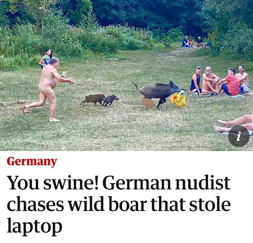 я a an 7 Vee a if We ing Germany You swine! German nudist chases wild boar that stole laptop