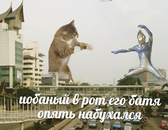 рот mae 6