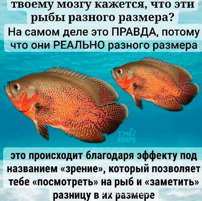 твоему мозгу кажется, что эти рыбы разного размера? На самом деле это ПРАВДА, потому что они РЕАЛЬНО разного размера это происходит благодаря эффекту под названием «зрение», который позволяет тебе «по