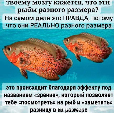 твоему мозгу кажется, что эти рыбы разного размера? На самом деле это ПРАВДА, потому что они РЕАЛЬНО разного размера это происходит благодаря эффекту под названием «зрение», который позволяет тебе «по