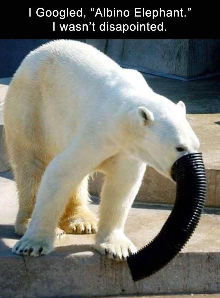 Googled, “Albino Elephant.” wasn't disapointed.