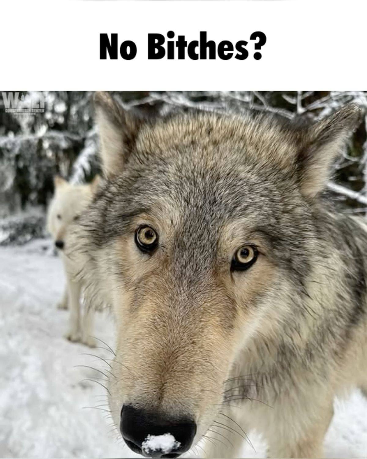 No Bitches? AN a why the 4 A