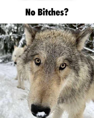 No Bitches? AN a why the 4 A