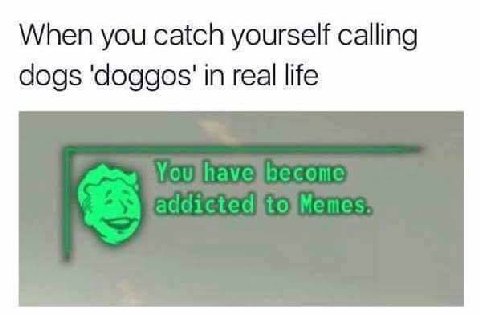 When you catch yourself calling dogs 'doggos' in real life