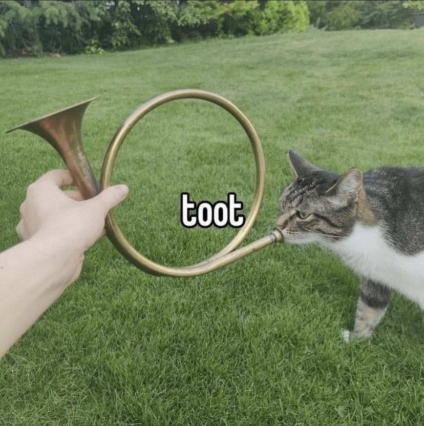 Coot