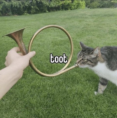 Coot