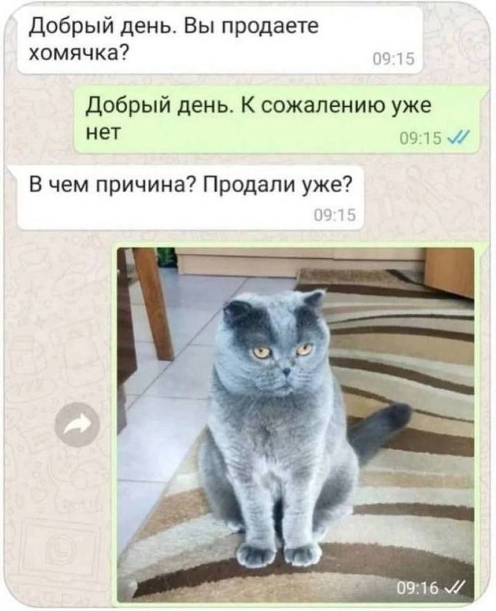 Добрый день. Вы продаете хомячка? 09:15 Добрый день. К сожалению уже нет 09:15 В чем причина? Продали уже?